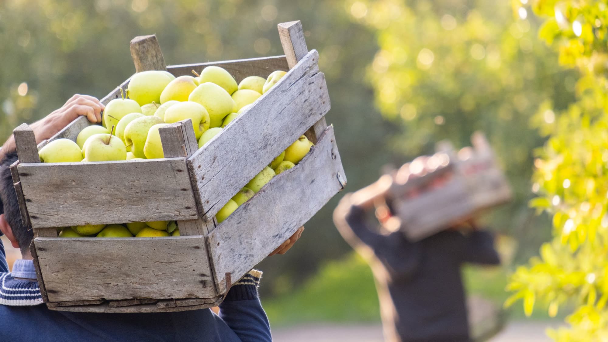 Trabalhadores carregando caixas de frutas na colheita